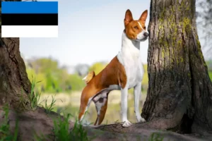 Read more about the article Basenji breeders and puppies in Estonia