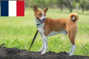 Read more about the article Basenji breeders and puppies in France