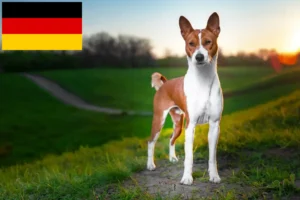 Read more about the article Basenji breeders and puppies in Germany