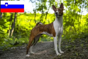Read more about the article Basenji breeders and puppies in Slovenia