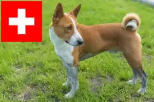 Read more about the article Basenji breeders and puppies in Switzerland