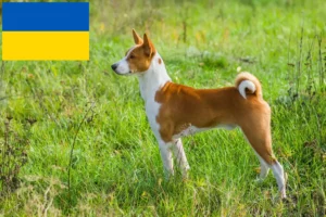Read more about the article Basenji breeders and puppies in Ukraine
