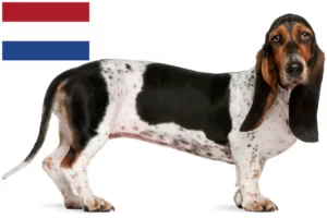 Read more about the article Basset Artésien Normand breeders and puppies in Netherlands