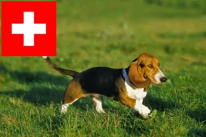 Read more about the article Basset Artésien Normand breeders and puppies in Switzerland