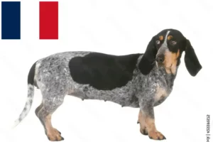 Read more about the article Basset bleu de Gascogne breeders and puppies in France