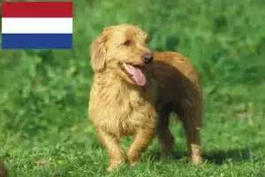 Read more about the article Basset fauve de Bretagne breeders and puppies in the Netherlands