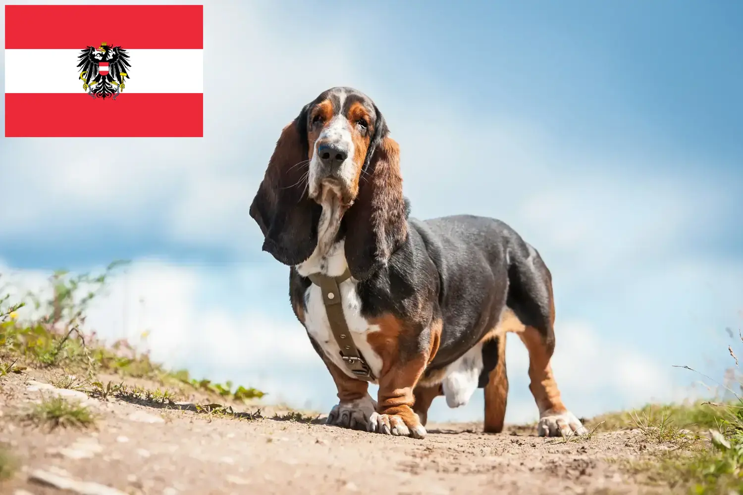 Read more about the article Basset Hound breeders and puppies in Austria