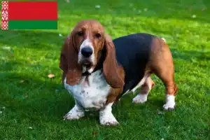 Read more about the article Basset Hound breeders and puppies in Belarus