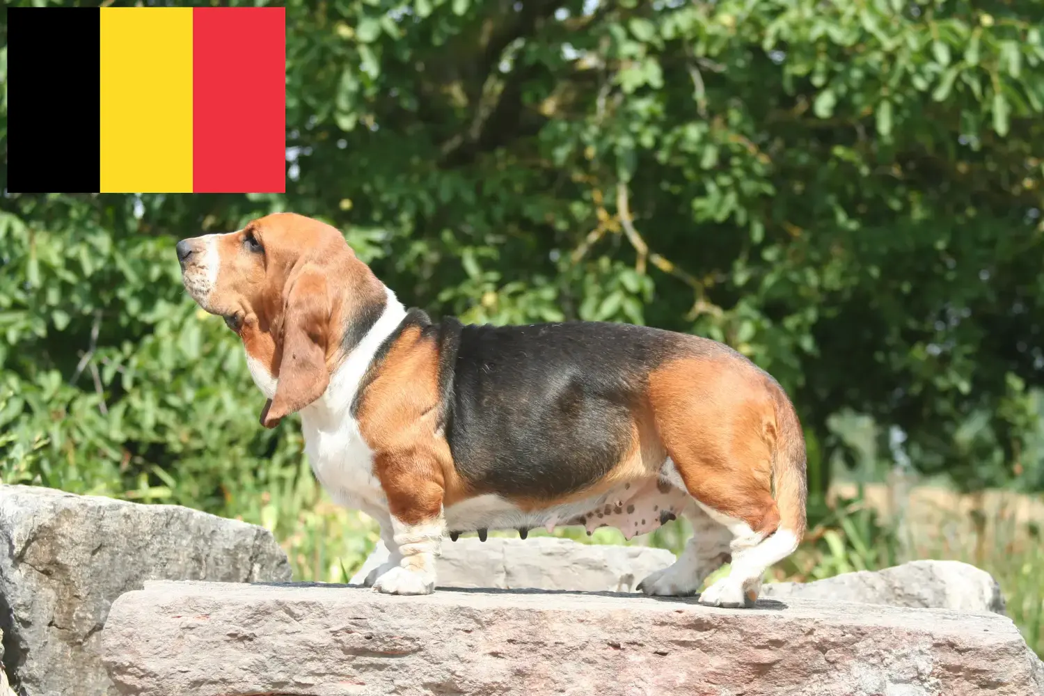 Read more about the article Basset Hound breeders and puppies in Belgium