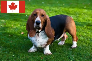 Read more about the article Basset Hound breeders and puppies in Canada