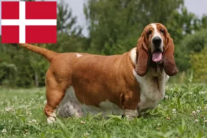 Read more about the article Basset Hound breeders and puppies in Denmark