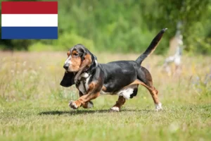 Read more about the article Basset Hound breeders and puppies in the Netherlands