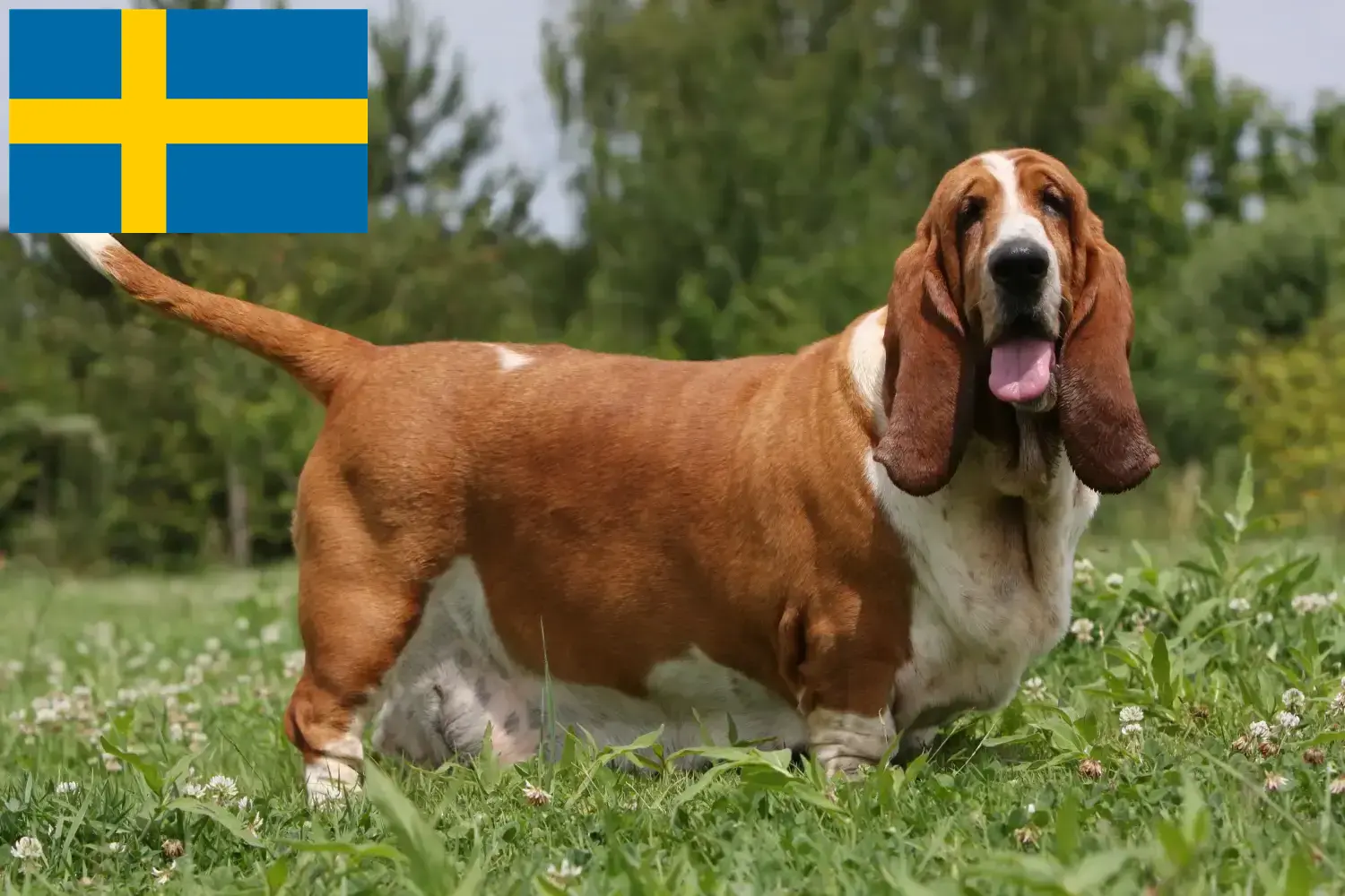 Read more about the article Basset Hound breeders and puppies in Sweden