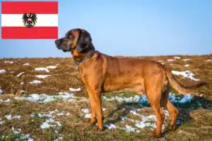 Read more about the article Bavarian Mountain Hound breeders and puppies in Austria