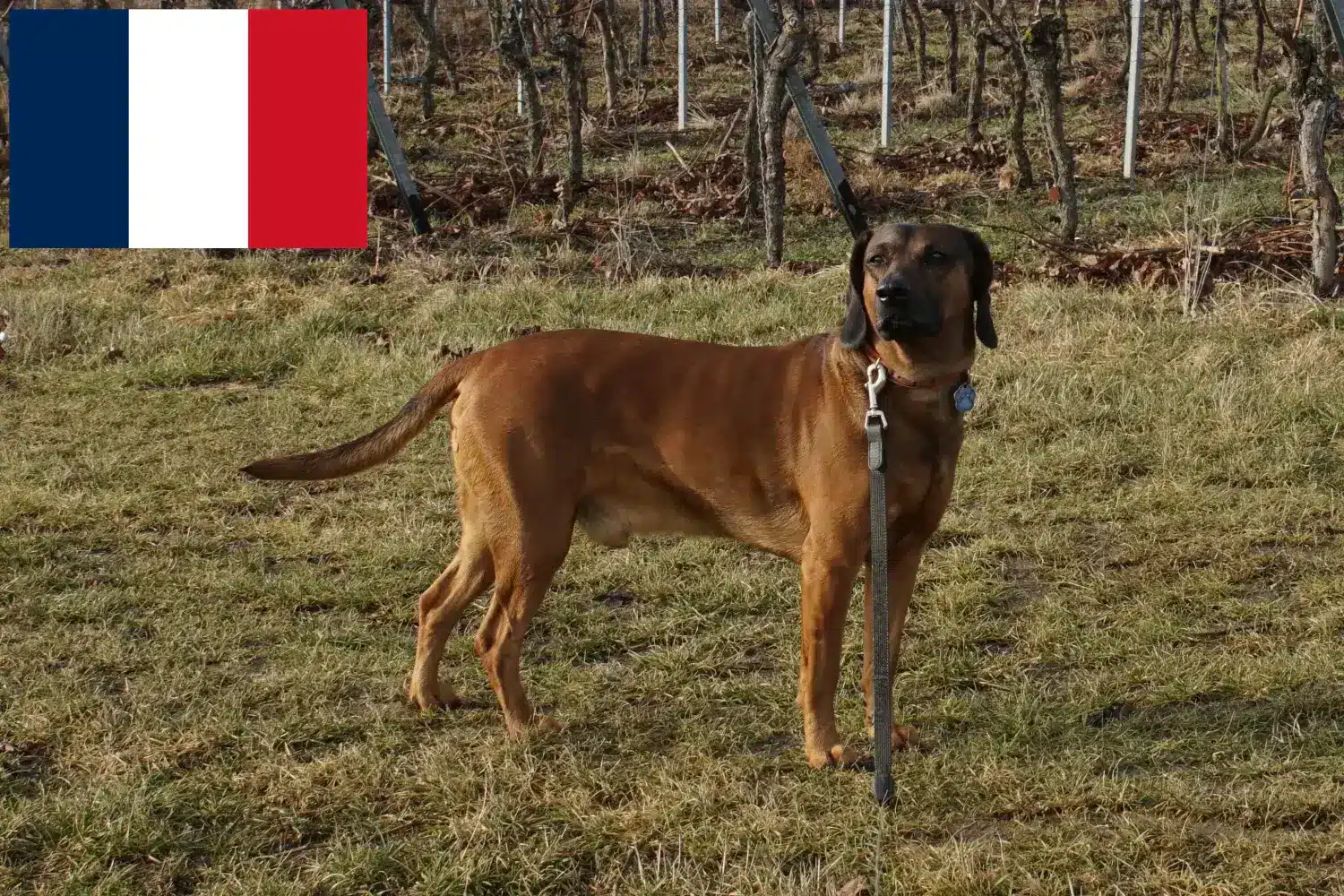 Read more about the article Bavarian Mountain Hound breeders and puppies in France