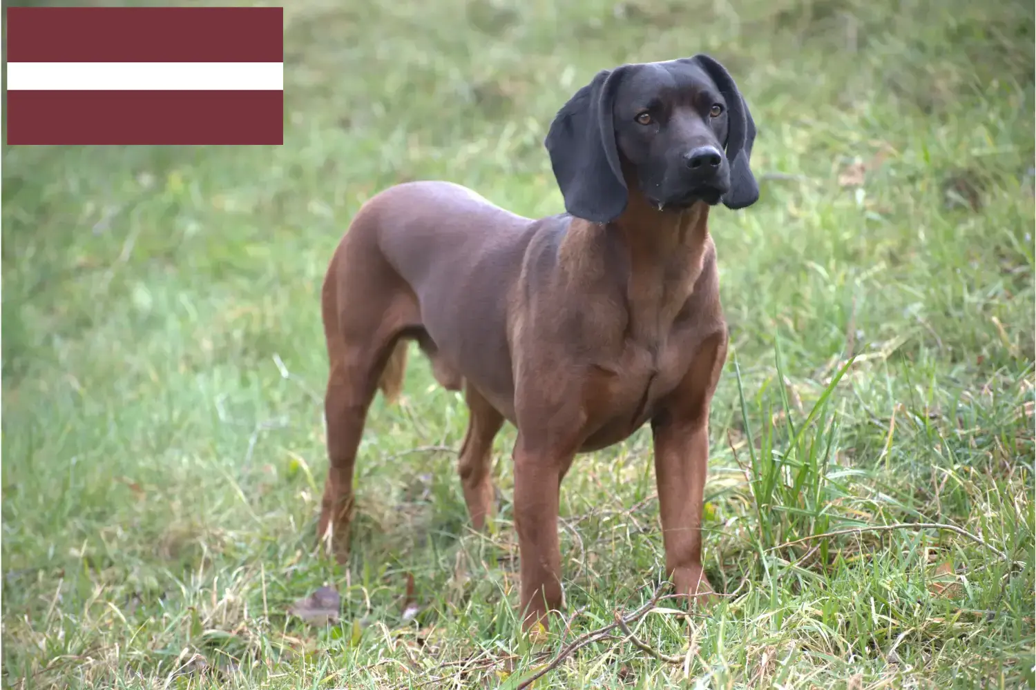 Read more about the article Bavarian Mountain Hound breeders and puppies in Latvia