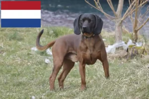 Read more about the article Bavarian Mountain Hound breeders and puppies in the Netherlands