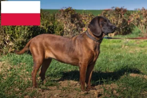 Read more about the article Bavarian Mountain Hound breeders and puppies in Poland