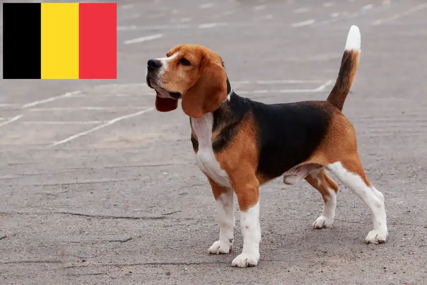 Read more about the article Beagle breeders and puppies in Belgium