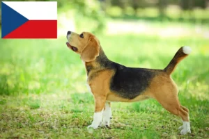 Read more about the article Beagle breeders and puppies in the Czech Republic