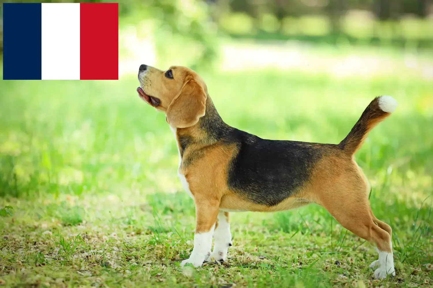 Read more about the article Beagle breeders and puppies in France