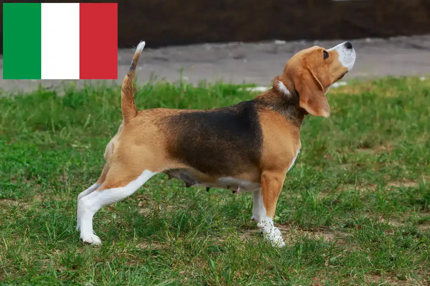 Read more about the article Beagle breeders and puppies in Italy