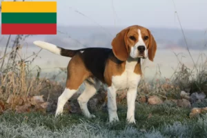 Read more about the article Beagle breeders and puppies in Lithuania