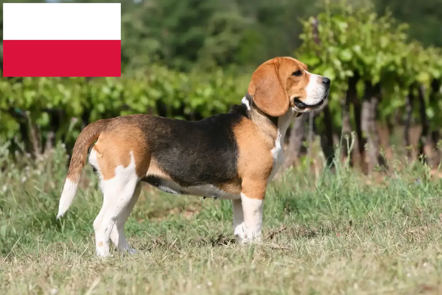 Read more about the article Beagle breeders and puppies in Poland