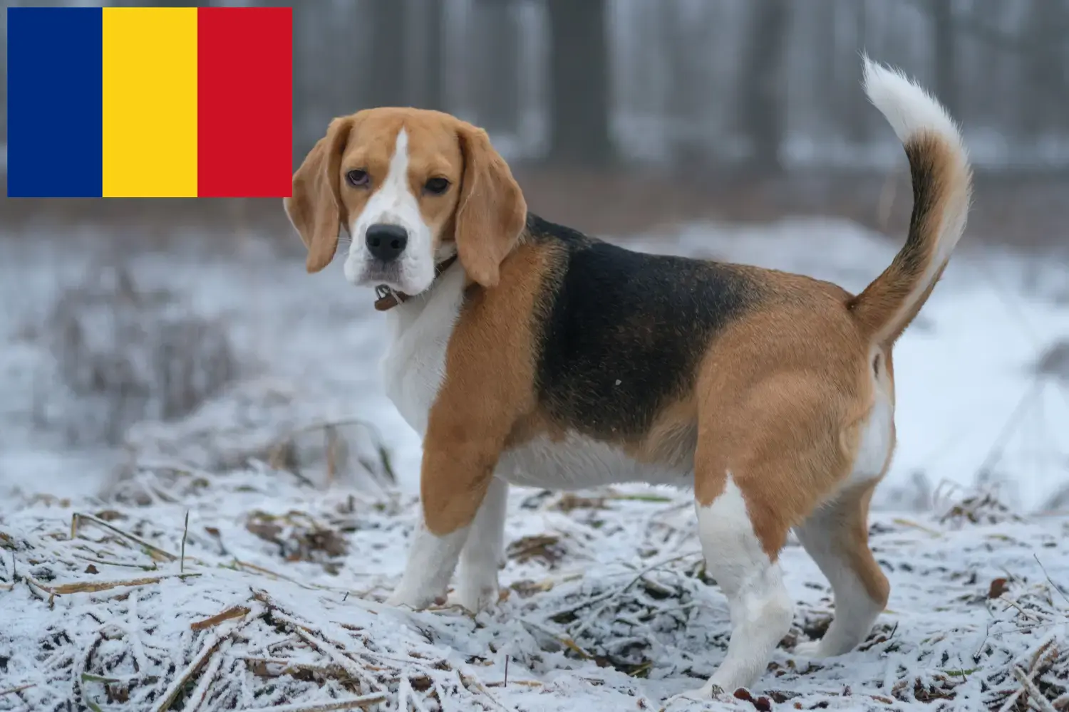 Read more about the article Beagle breeders and puppies in Romania