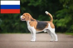 Read more about the article Beagle breeders and puppies in Russia