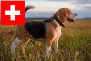 Read more about the article Beagle breeders and puppies in Switzerland