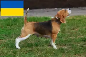 Read more about the article Beagle breeders and puppies in Ukraine