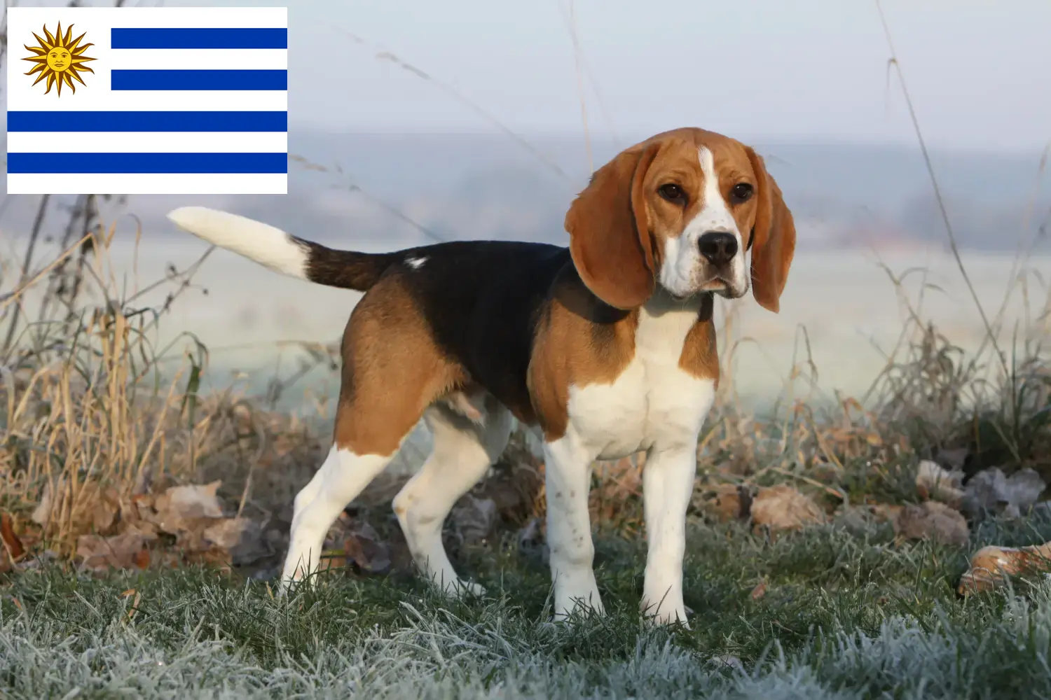 Read more about the article Beagle breeders and puppies in Uruguay