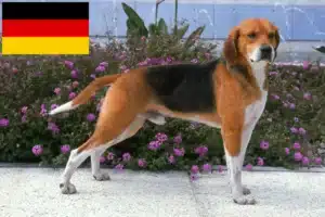 Read more about the article Beagle Harrier breeders and puppies in Germany