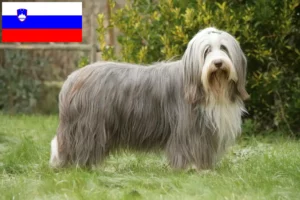 Read more about the article Bearded Collie breeders and puppies in Slovenia