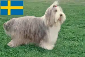 Read more about the article Bearded Collie breeders and puppies in Sweden