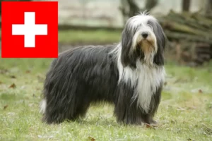 Read more about the article Bearded Collie breeders and puppies in Switzerland