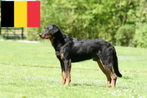 Read more about the article Beauceron breeders and puppies in Belgium