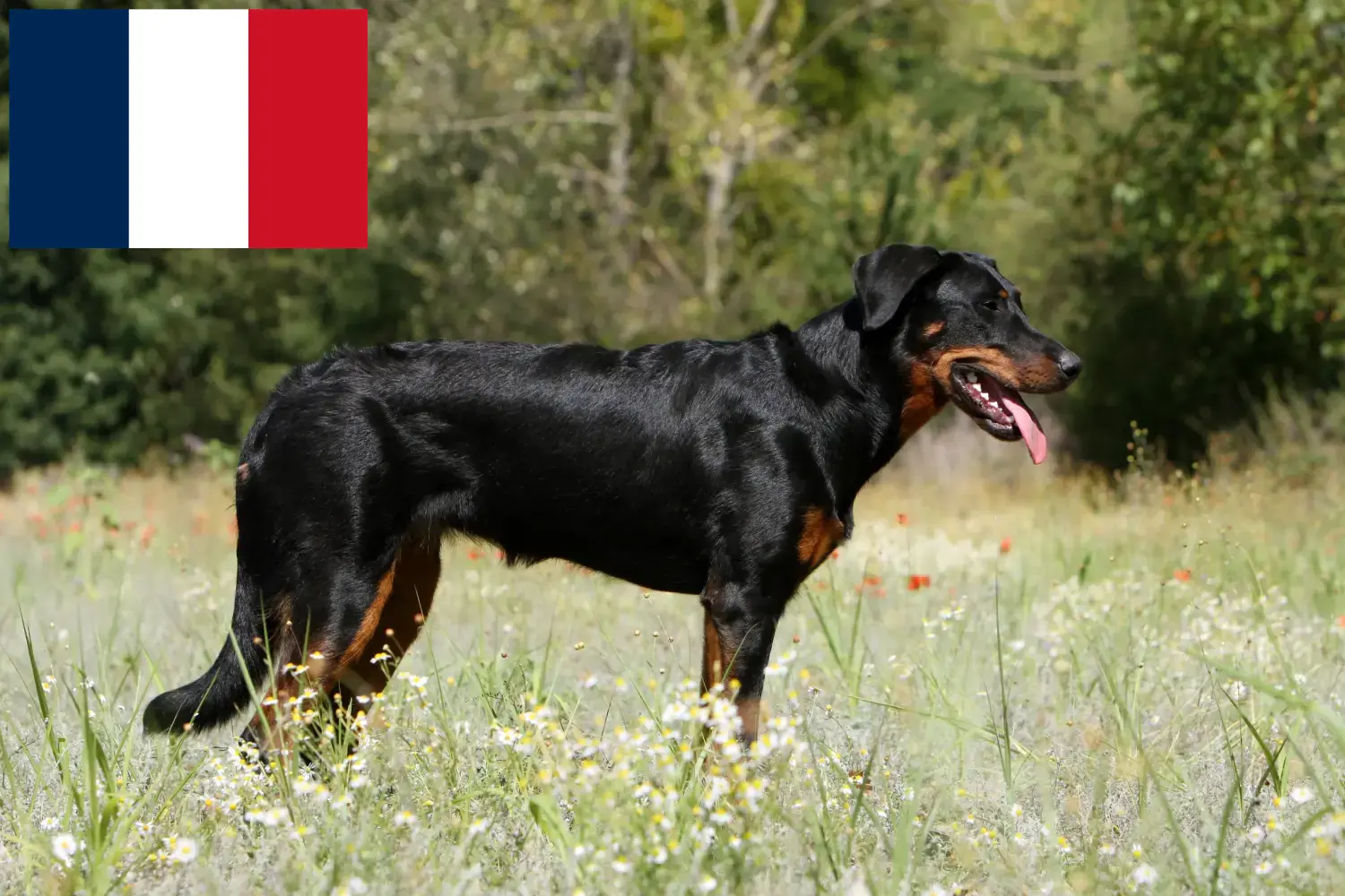 Read more about the article Beauceron breeders and puppies in France