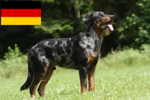 Read more about the article Beauceron breeders and puppies in Germany