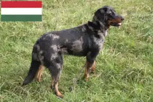 Read more about the article Beauceron breeders and puppies in Hungary