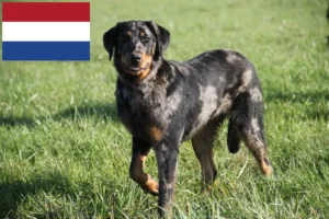 Read more about the article Beauceron breeders and puppies in the Netherlands