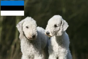 Read more about the article Bedlington Terrier breeders and puppies in Estonia
