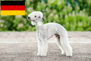 Read more about the article Bedlington Terrier breeders and puppies in Germany