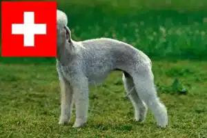 Read more about the article Bedlington Terrier breeders and puppies in Switzerland