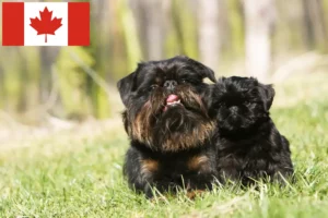 Read more about the article Belgian Dwarf Griffon breeders and puppies in Canada