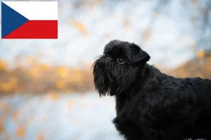 Read more about the article Belgian Dwarf Griffon breeders and puppies in the Czech Republic