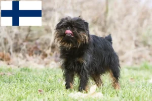 Read more about the article Belgian Dwarf Griffon breeders and puppies in Finland