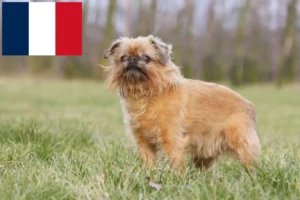 Read more about the article Belgian Dwarf Griffon breeders and puppies in France