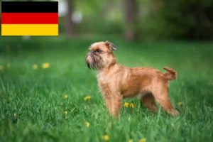 Read more about the article Belgian Dwarf Griffon breeders and puppies in Germany